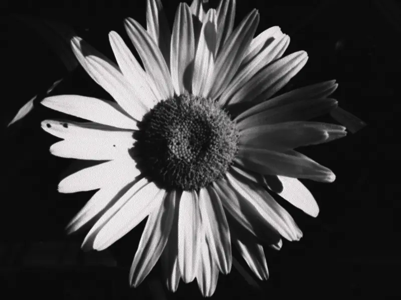 Daisy
