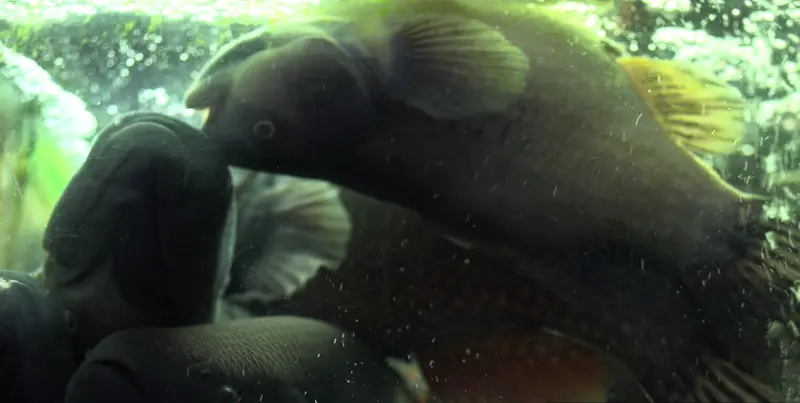 Dead Fish Tank.