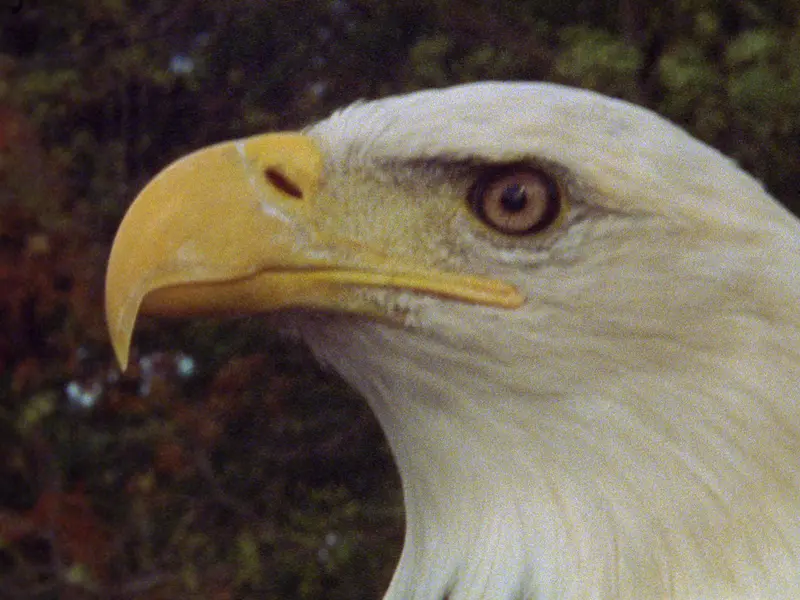 Eagle