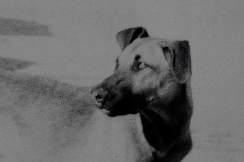 I Was a Free Dog 2