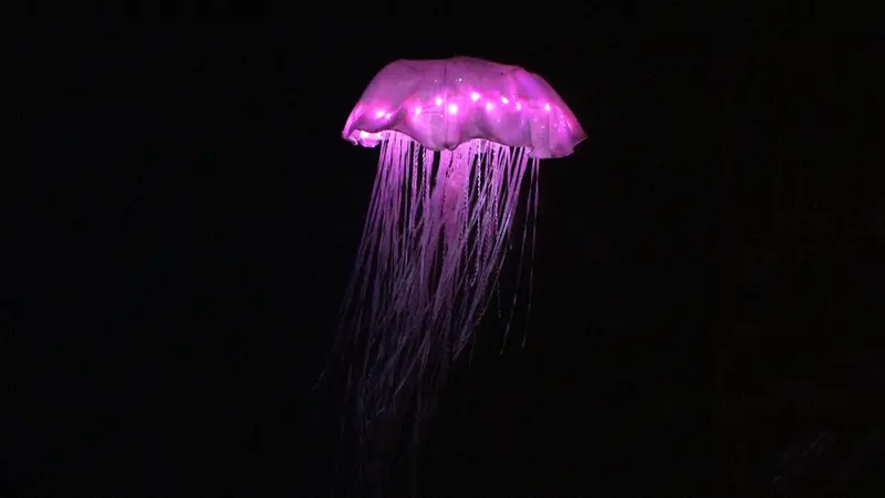 jellyfish