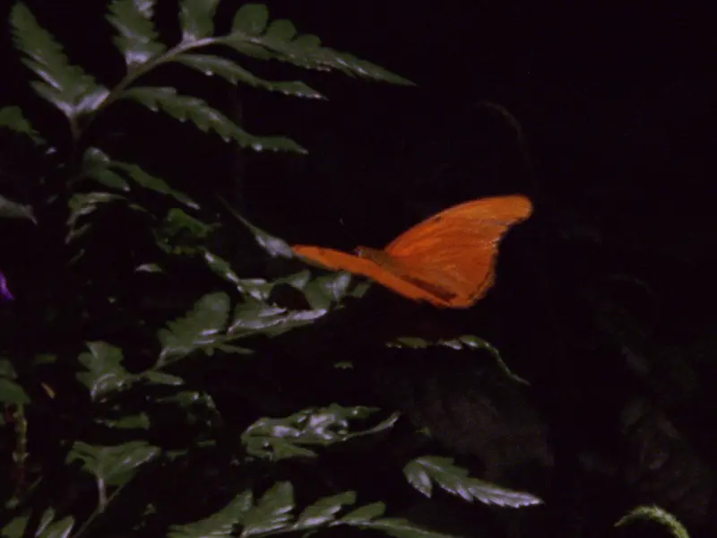 Orange Butterfly