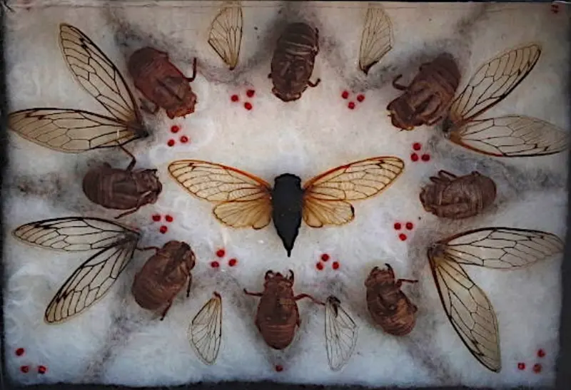 Antidote