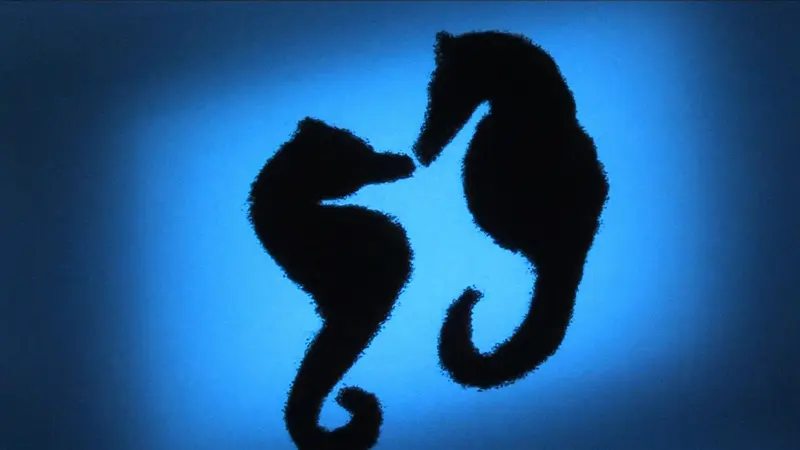 Seahorses