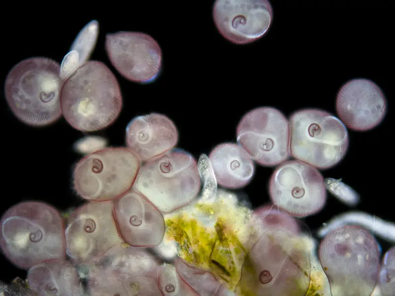 Wonders of the invisible. A world you have never seen before