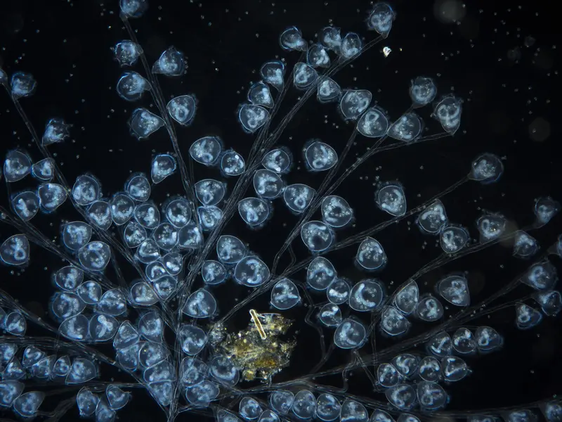 Wonders of the invisible. A world you have never seen before