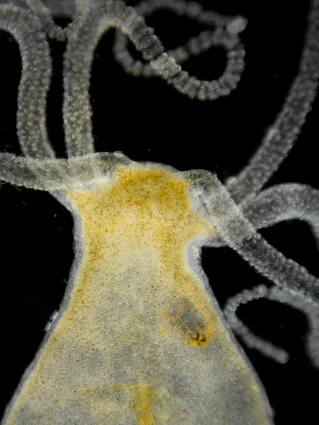 Wonders of the invisible. A world you have never seen before